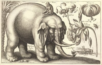 Elephant and Flowers (State 2) by Wenceslaus Hollar